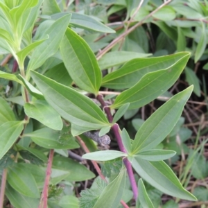 Saponaria officinalis at Tuggeranong, ACT - 25 Feb 2023