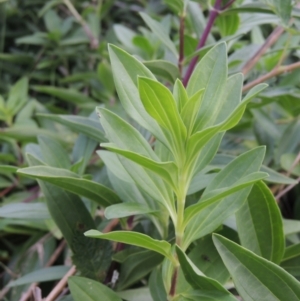 Saponaria officinalis at Tuggeranong, ACT - 25 Feb 2023