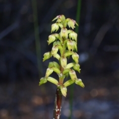 Corunastylis pumila (Green Midge Orchid) at Vincentia, NSW - 16 Mar 2023 by AnneG1
