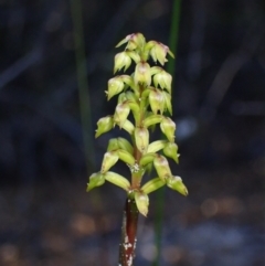 Corunastylis pumila (Green Midge Orchid) at Jervis Bay National Park - 16 Mar 2023 by AnneG1