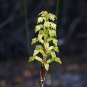 Corunastylis pumila at Vincentia, NSW - 16 Mar 2023