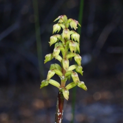 Corunastylis pumila (Green Midge Orchid) at Jervis Bay National Park - 16 Mar 2023 by AnneG1