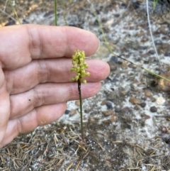 Corunastylis pumila at Vincentia, NSW - 16 Mar 2023