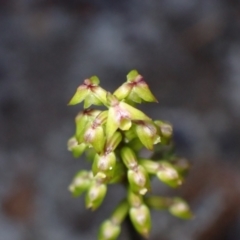 Corunastylis pumila at Vincentia, NSW - 16 Mar 2023