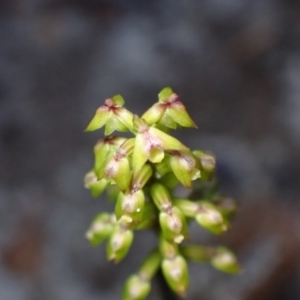 Corunastylis pumila at Vincentia, NSW - 16 Mar 2023