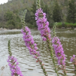 Lythrum salicaria at Tuggeranong, ACT - 25 Feb 2023