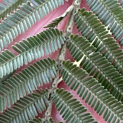 Acacia mearnsii (Black Wattle) at Kangaroo Valley, NSW - 22 Aug 2023 by lbradley
