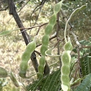 Acacia mearnsii at Kangaroo Valley, NSW - suppressed