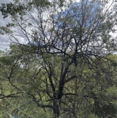 Acacia mearnsii at Kangaroo Valley, NSW - suppressed