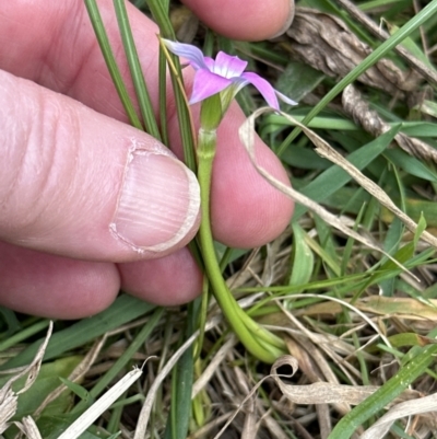 Romulea rosea var. australis (Onion Grass) at Kangaroo Valley, NSW - 22 Aug 2023 by lbradley