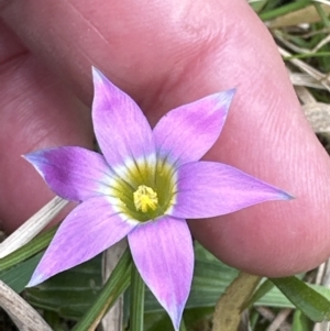 Romulea rosea var. australis at Kangaroo Valley, NSW - 22 Aug 2023 12:14 PM