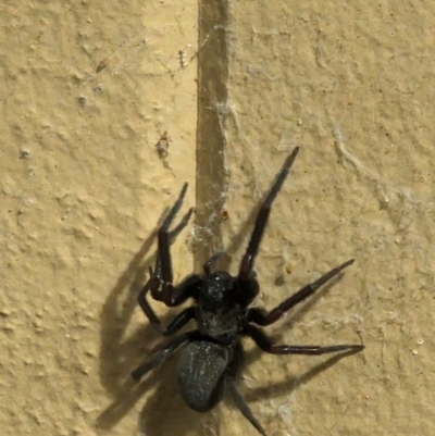 Badumna insignis (Black House Spider) at Phillip, ACT - 22 Aug 2023 by stofbrew