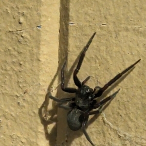 Badumna insignis at Phillip, ACT - 22 Aug 2023