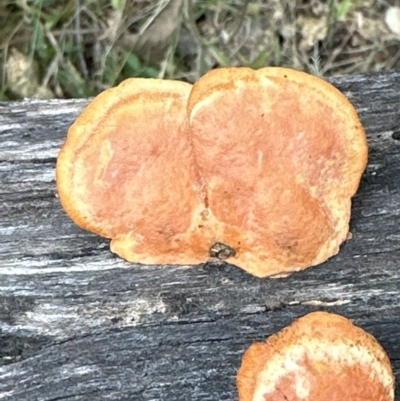 Trametes coccinea (Scarlet Bracket) at Kangaroo Valley, NSW - 22 Aug 2023 by lbradley