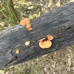 Trametes coccinea at Kangaroo Valley, NSW - suppressed