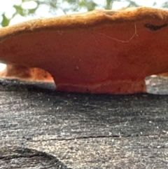 Trametes coccinea at Kangaroo Valley, NSW - suppressed