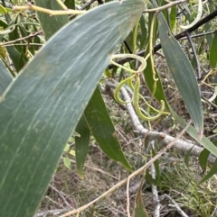 Acacia melanoxylon at Kangaroo Valley, NSW - 22 Aug 2023 by lbradley