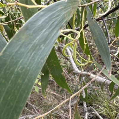 Acacia implexa (Hickory Wattle, Lightwood) at Kangaroo Valley, NSW - 22 Aug 2023 by lbradley