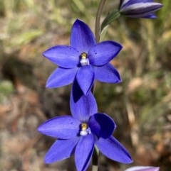 Thelymitra ixioides (Dotted Sun Orchid) at Jervis Bay National Park - 19 Aug 2023 by AnneG1