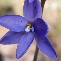 Thelymitra ixioides at Hyams Beach, NSW - suppressed