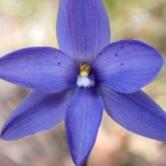 Thelymitra ixioides at Hyams Beach, NSW - 19 Aug 2023