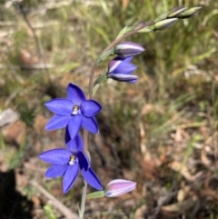 Thelymitra ixioides at Hyams Beach, NSW - suppressed