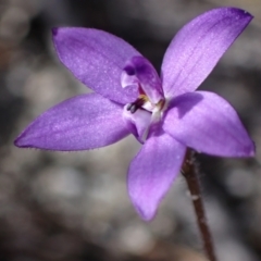 Glossodia minor (Small Wax-lip Orchid) at Hyams Beach, NSW - 19 Aug 2023 by AnneG1