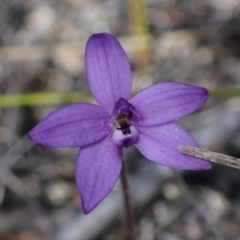 Glossodia minor at Hyams Beach, NSW - 19 Aug 2023