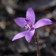 Glossodia minor at Hyams Beach, NSW - 19 Aug 2023