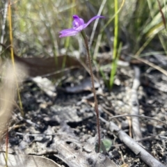 Glossodia minor at Hyams Beach, NSW - 19 Aug 2023