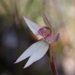 Caladenia alata (Fairy Orchid) at Jervis Bay National Park - 19 Aug 2023 by AnneG1