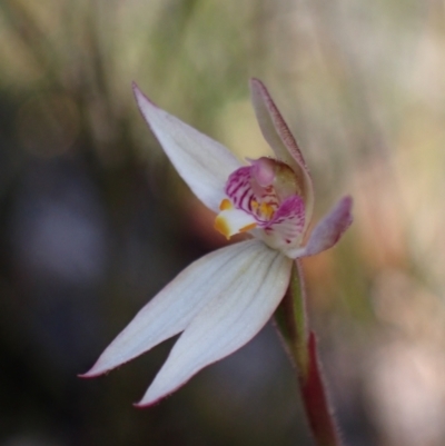 Caladenia alata (Fairy Orchid) at Hyams Beach, NSW - 19 Aug 2023 by AnneG1