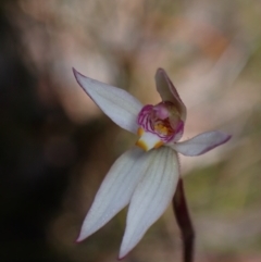 Caladenia alata at Hyams Beach, NSW - suppressed