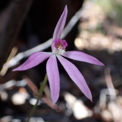 Caladenia carnea (Pink Fingers) at Jervis Bay National Park - 18 Aug 2023 by AnneG1