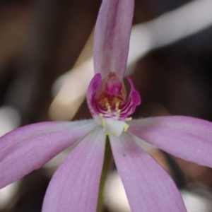 Caladenia carnea at Hyams Beach, NSW - 19 Aug 2023