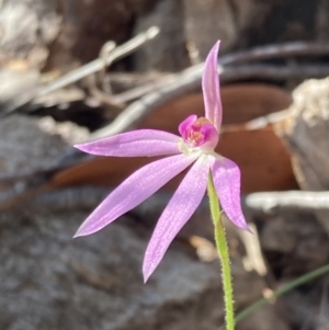 Caladenia carnea at Hyams Beach, NSW - 19 Aug 2023