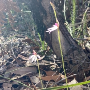 Caladenia carnea at Hyams Beach, NSW - 19 Aug 2023