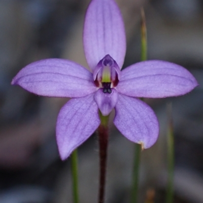 Glossodia minor (Small Wax-lip Orchid) at Hyams Beach, NSW - 19 Aug 2023 by AnneG1