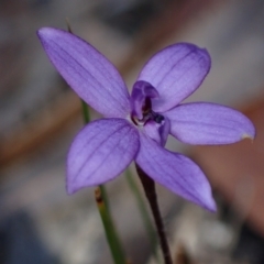 Glossodia minor at Hyams Beach, NSW - suppressed