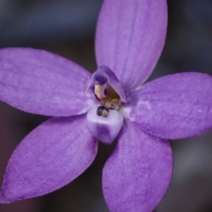 Glossodia minor at Hyams Beach, NSW - suppressed