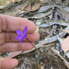 Glossodia minor at Hyams Beach, NSW - 19 Aug 2023