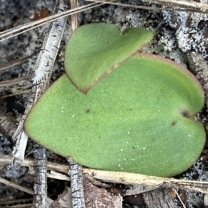 Pyrorchis nigricans at Hyams Beach, NSW - 18 Aug 2023