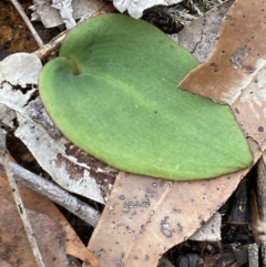 Pyrorchis nigricans at Hyams Beach, NSW - suppressed