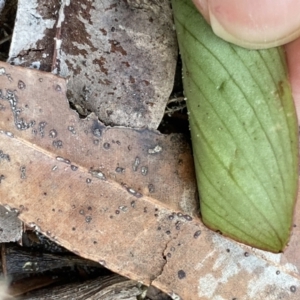 Pyrorchis nigricans at Hyams Beach, NSW - 18 Aug 2023