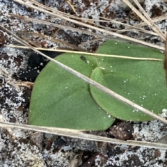 Pyrorchis nigricans at Hyams Beach, NSW - 18 Aug 2023