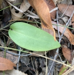 Pyrorchis nigricans at Hyams Beach, NSW - suppressed