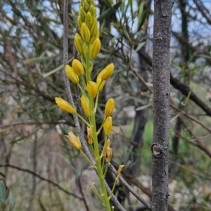 Bulbine glauca at Tuggeranong, ACT - 22 Aug 2023