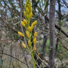 Bulbine glauca (Rock Lily) at Mount Taylor - 22 Aug 2023 by BethanyDunne