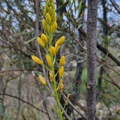 Bulbine glauca (Rock Lily) at Mount Taylor - 22 Aug 2023 by BethanyDunne