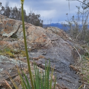 Bulbine glauca at Tuggeranong, ACT - 22 Aug 2023